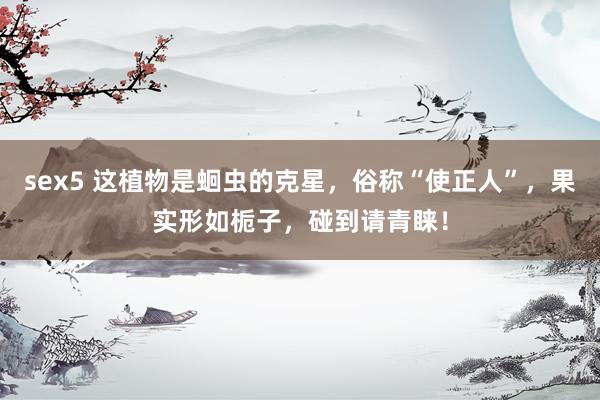 sex5 这植物是蛔虫的克星，俗称“使正人”，果实形如栀子，碰到请青睐！