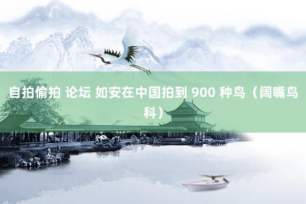 自拍偷拍 论坛 如安在中国拍到 900 种鸟（阔嘴鸟科）