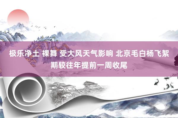 极乐净土 裸舞 受大风天气影响 北京毛白杨飞絮期较往年提前一周收尾